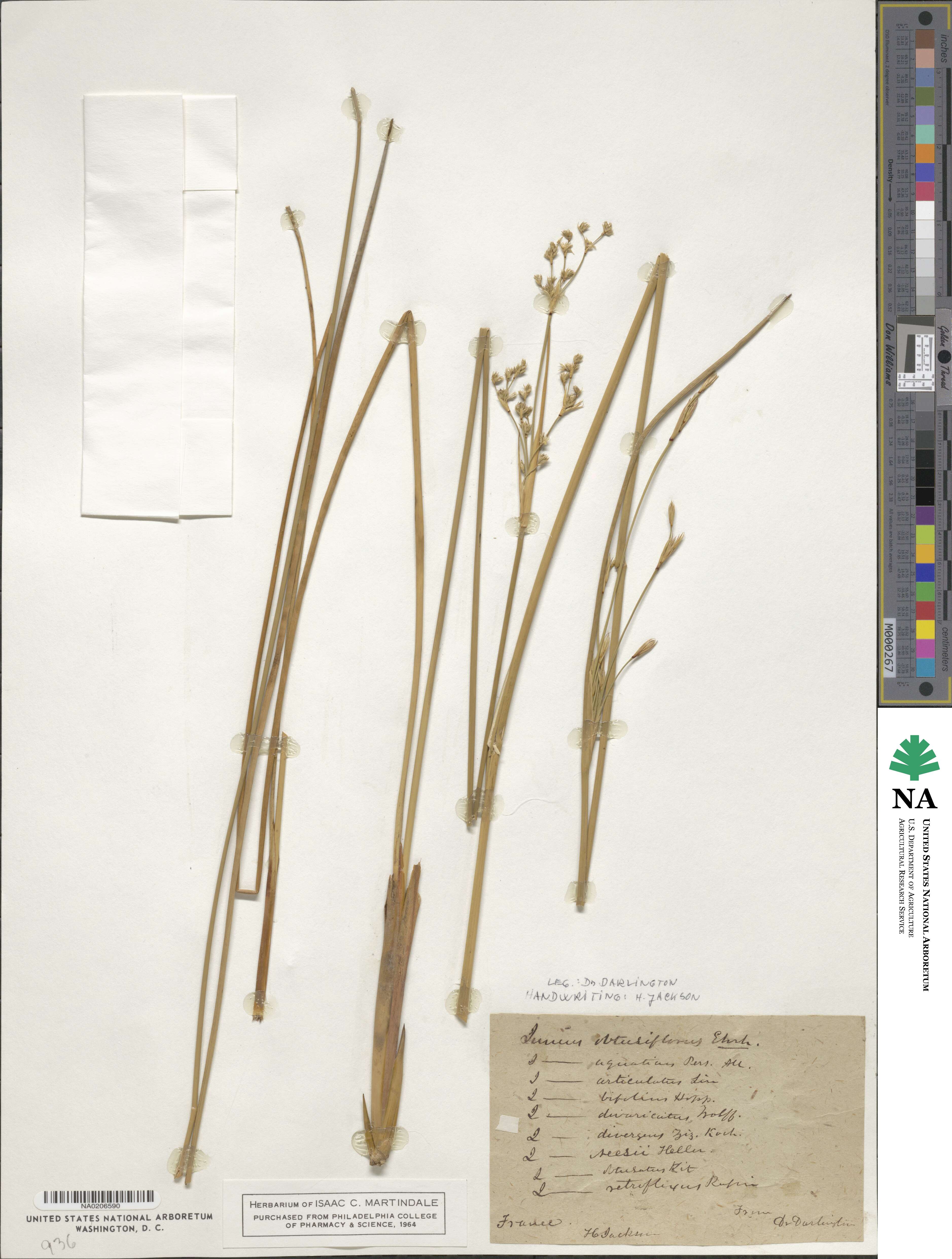 Juncus subnodulosus image