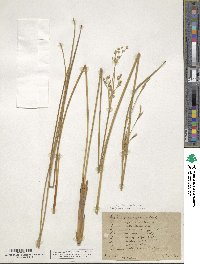 Juncus subnodulosus image