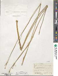 Juncus subnodulosus image