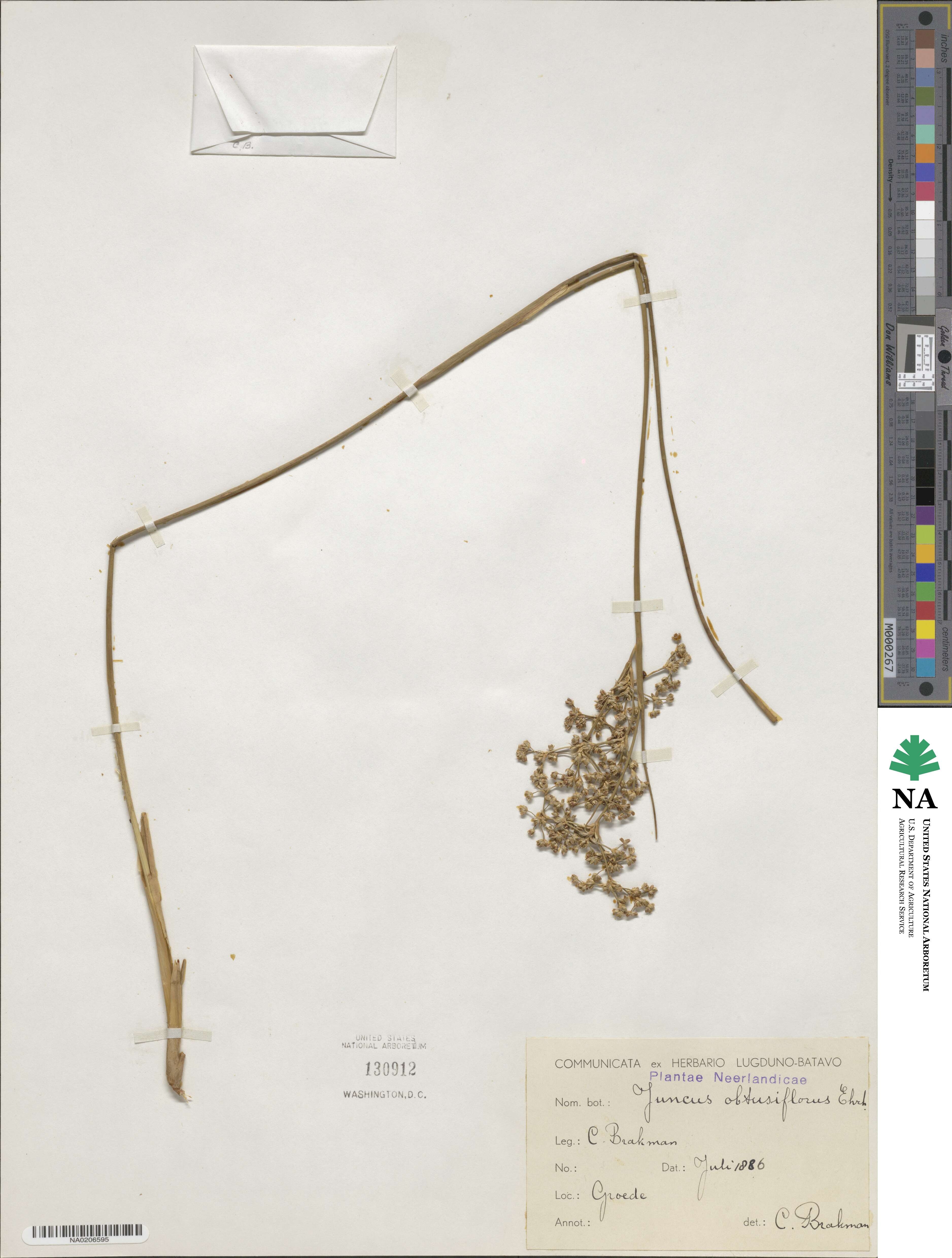 Juncus subnodulosus image