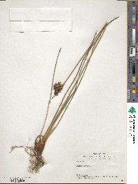 Juncus acutus image