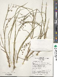 Juncus alatus image