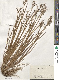 Juncus alatus image