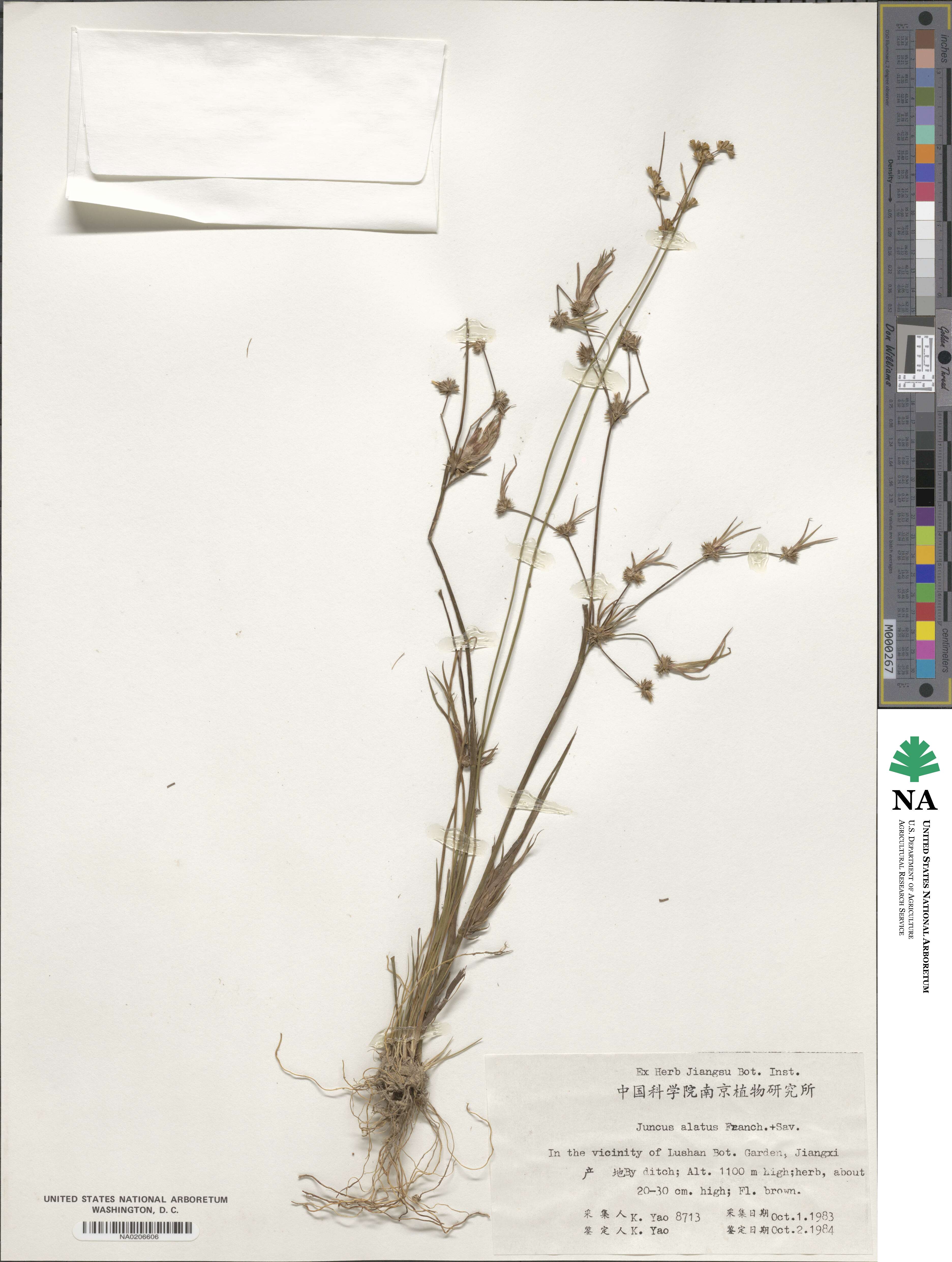 Juncus alatus image