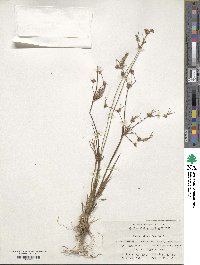 Juncus alatus image