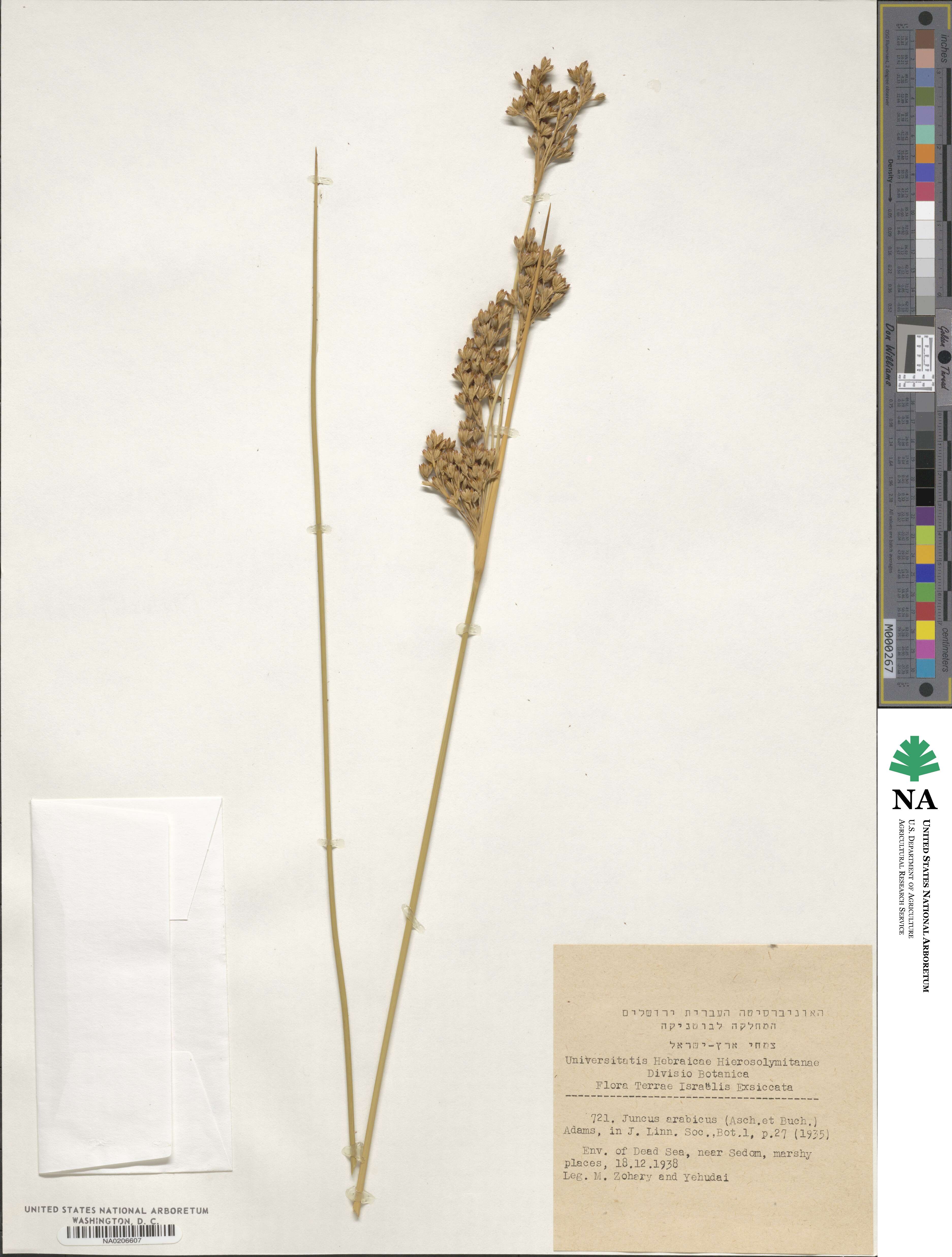 Juncus rigidus image