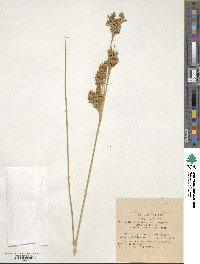 Juncus rigidus image