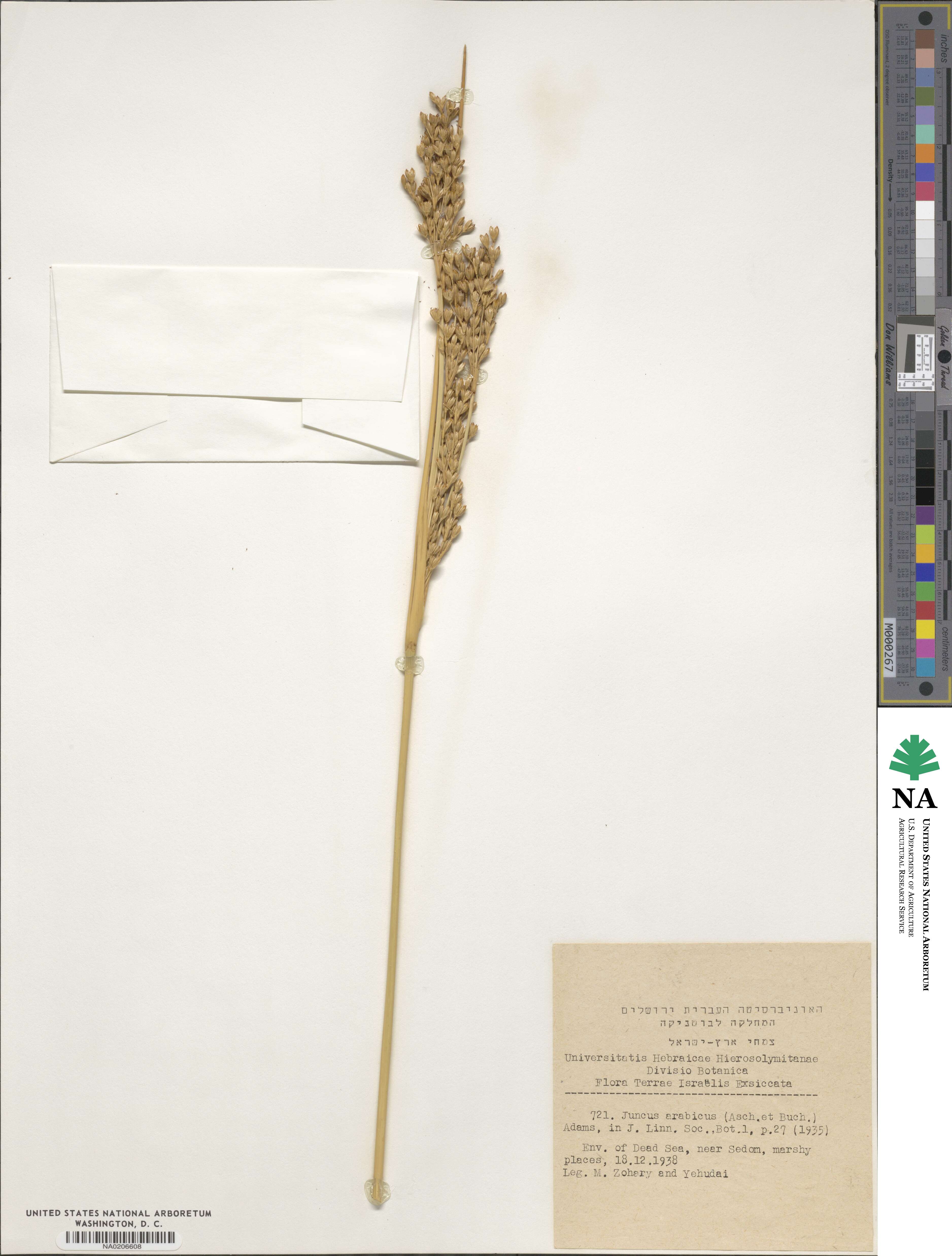 Juncus rigidus image