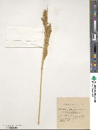 Juncus rigidus image