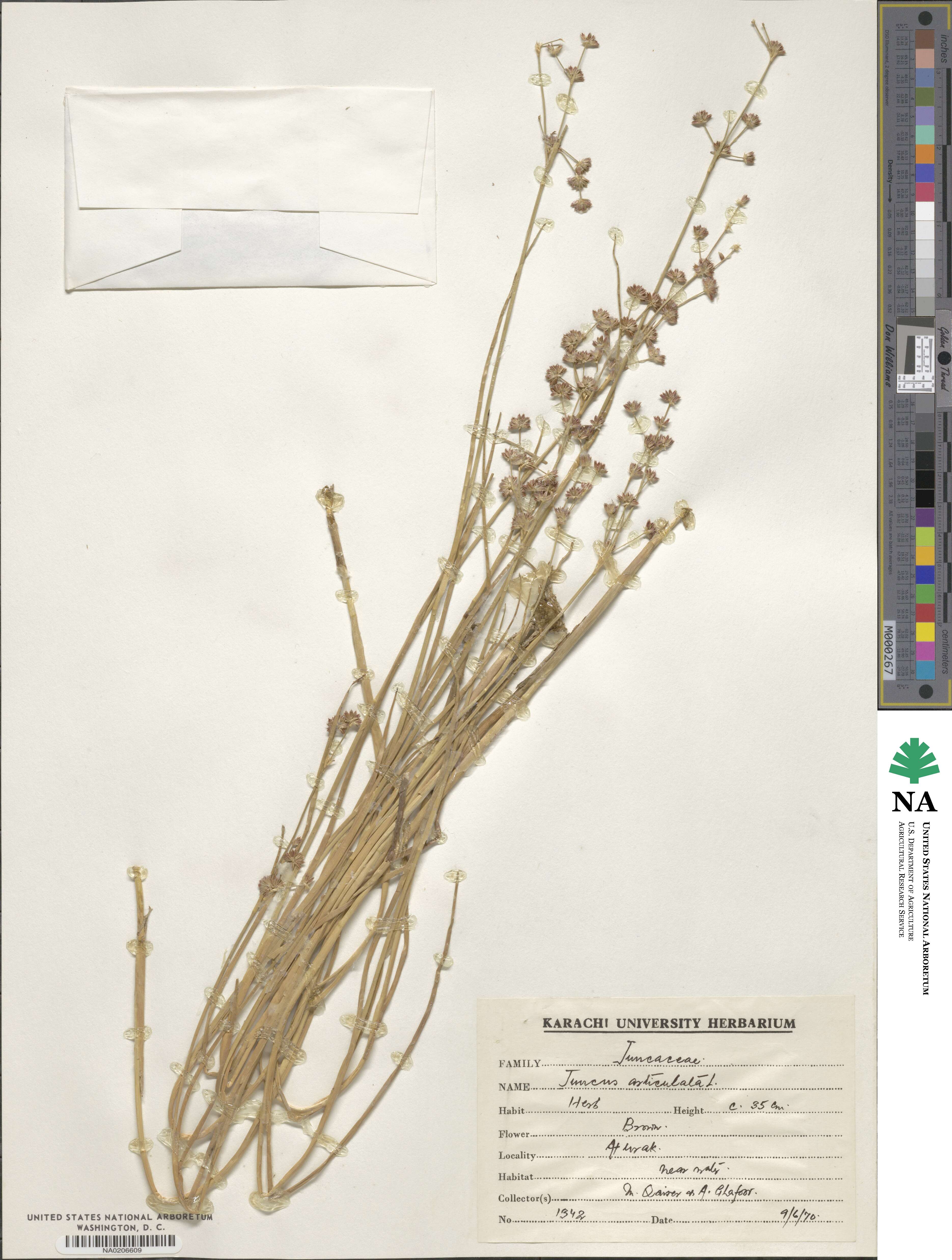 Juncus articulatus image