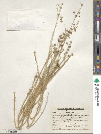 Juncus articulatus image