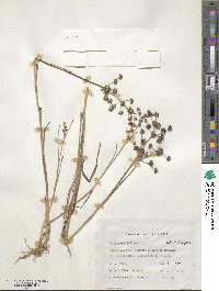 Juncus articulatus image