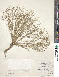 Juncus bufonius image