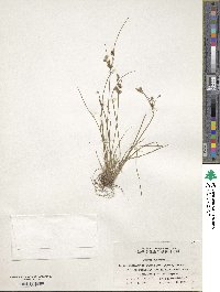 Juncus bufonius image