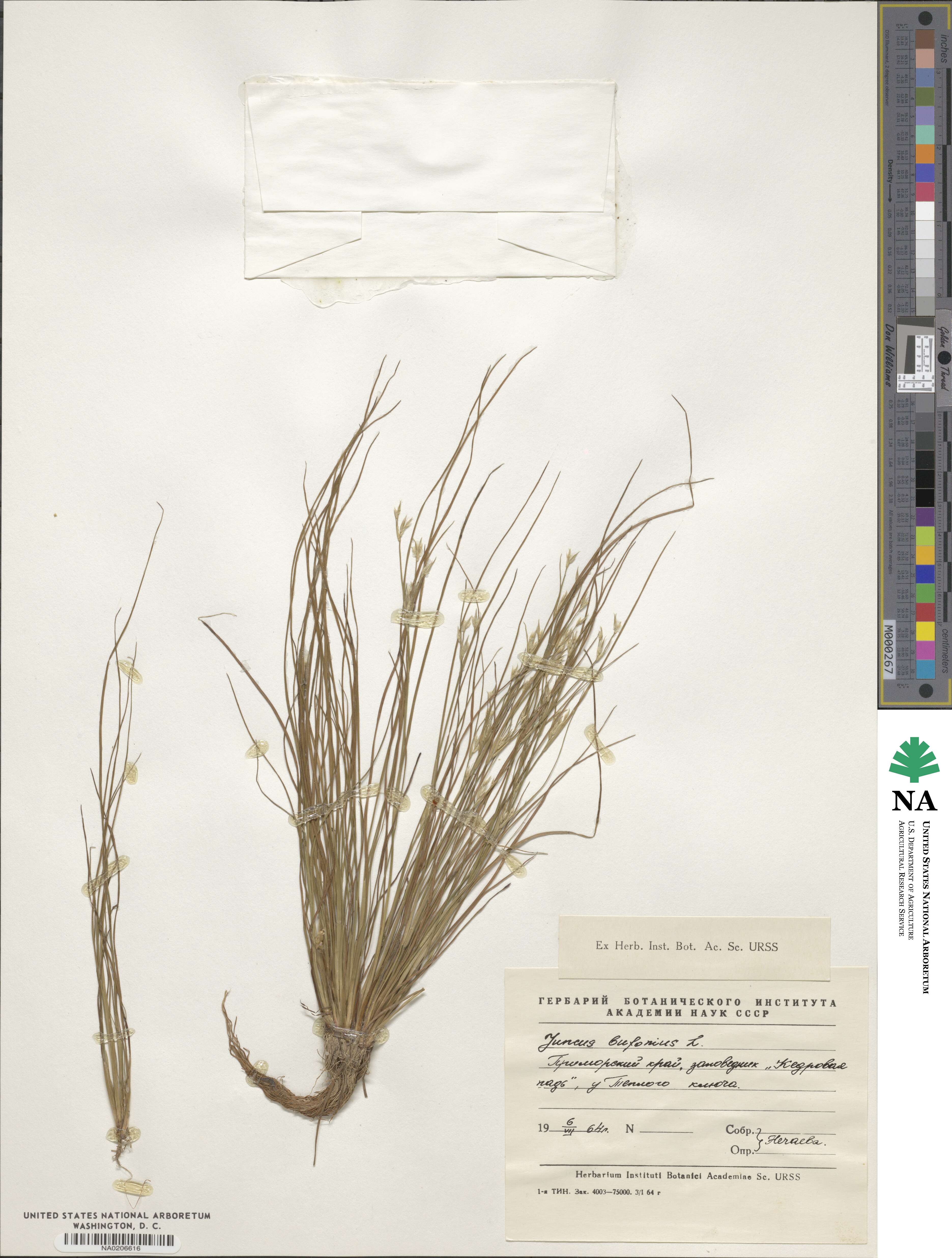 Juncus bufonius image