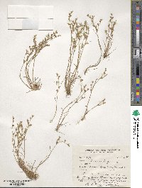 Juncus bufonius image