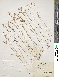 Juncus bufonius image