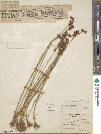 Juncus castaneus image