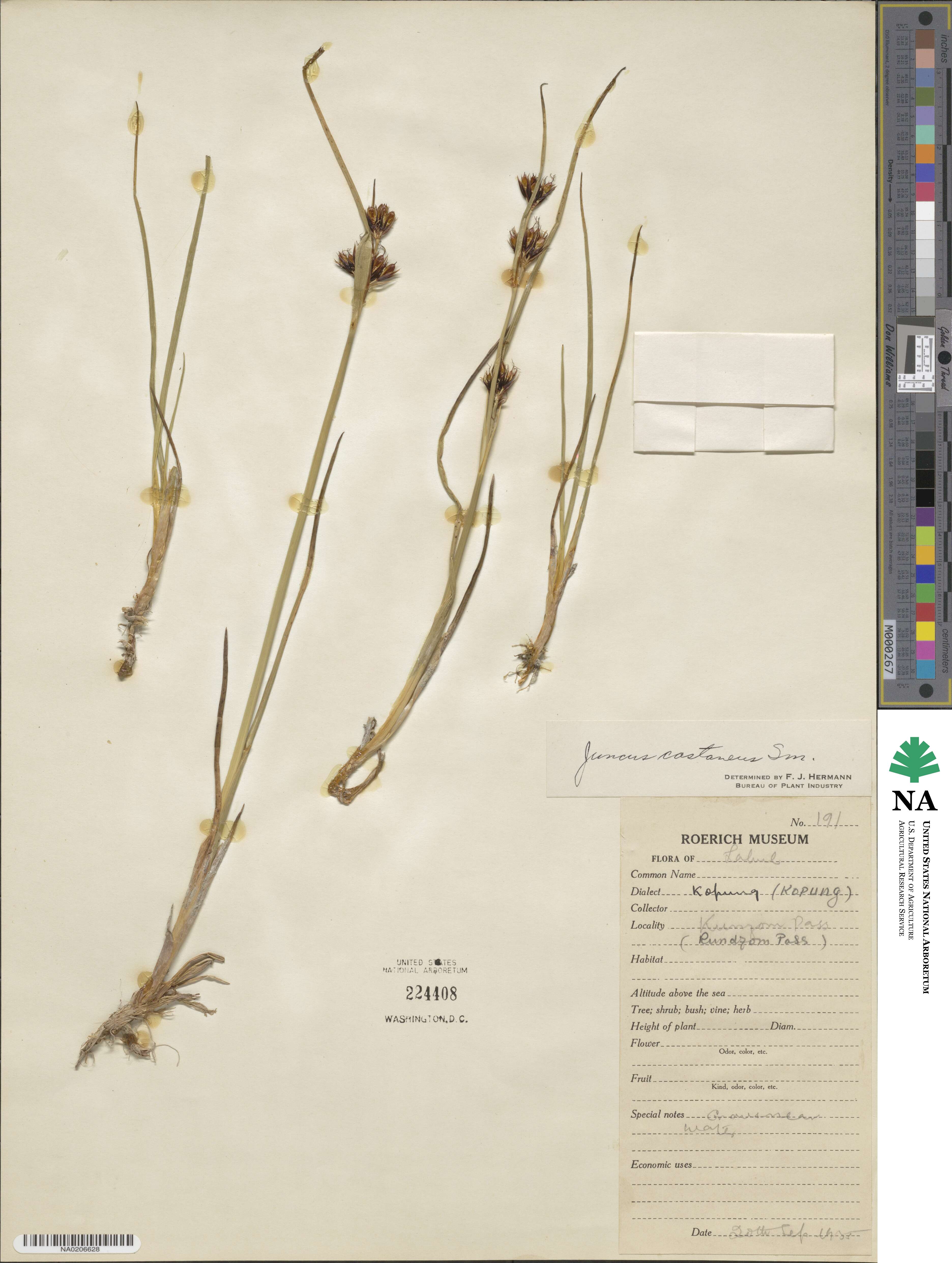 Juncus castaneus image
