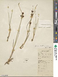 Juncus castaneus image