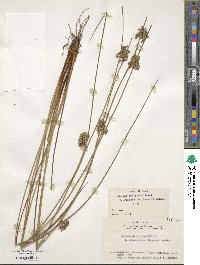 Juncus decipiens image