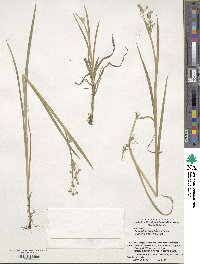 Juncus diastrophanthus image