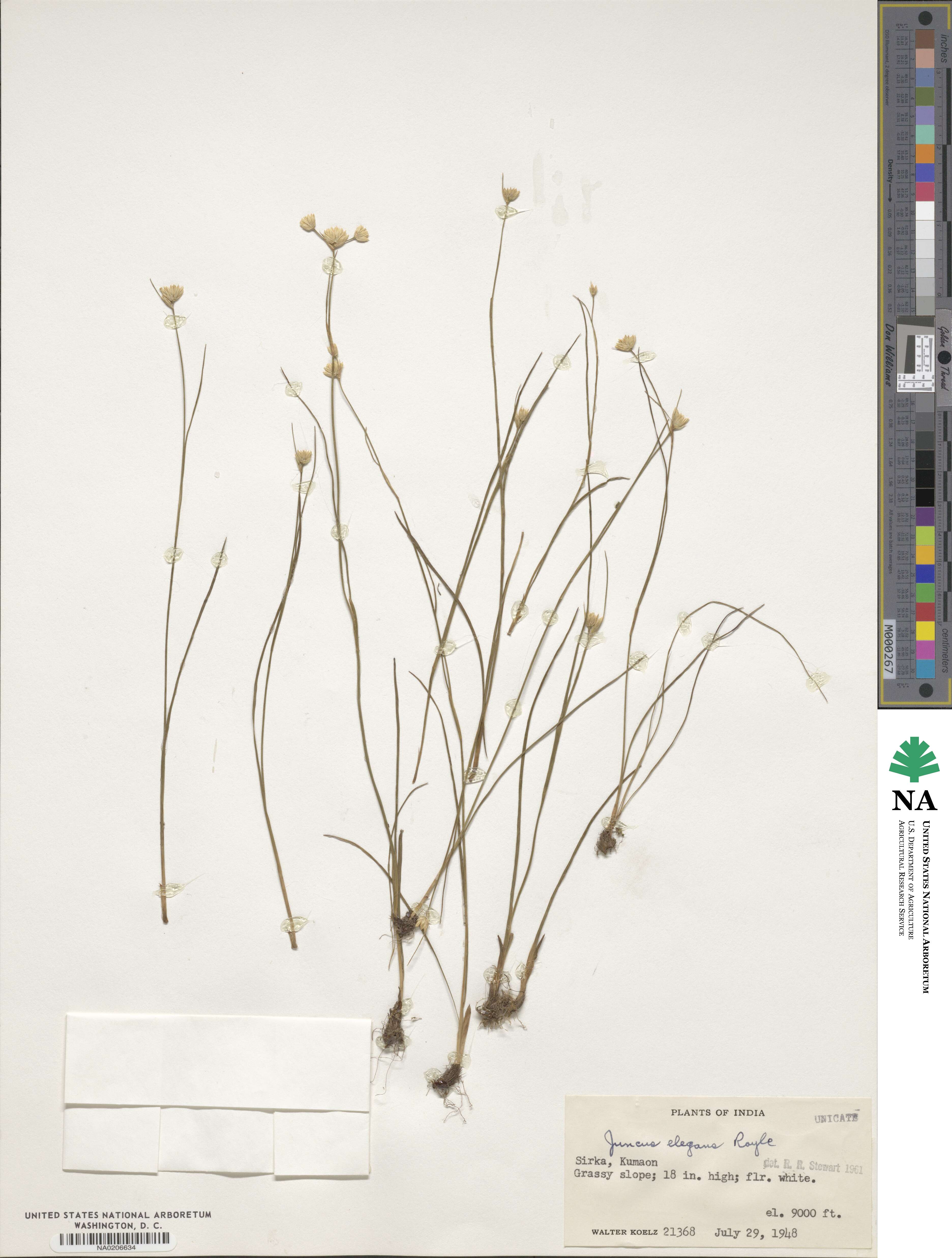 Juncus concinnus image