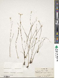 Juncus concinnus image