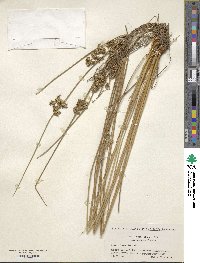 Juncus decipiens image