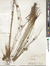 Juncus decipiens image