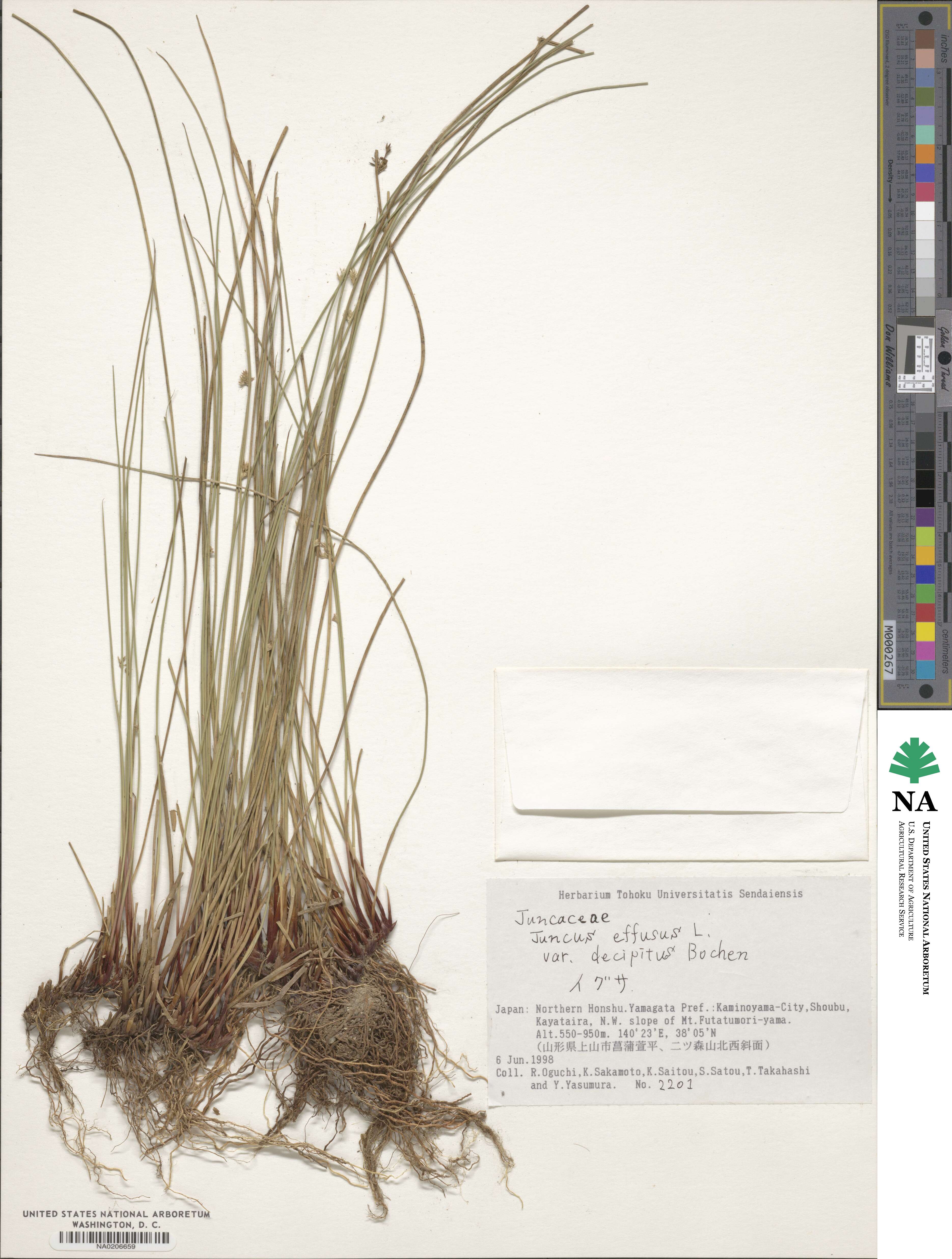 Juncus decipiens image