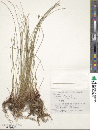 Juncus decipiens subsp. decipiens image