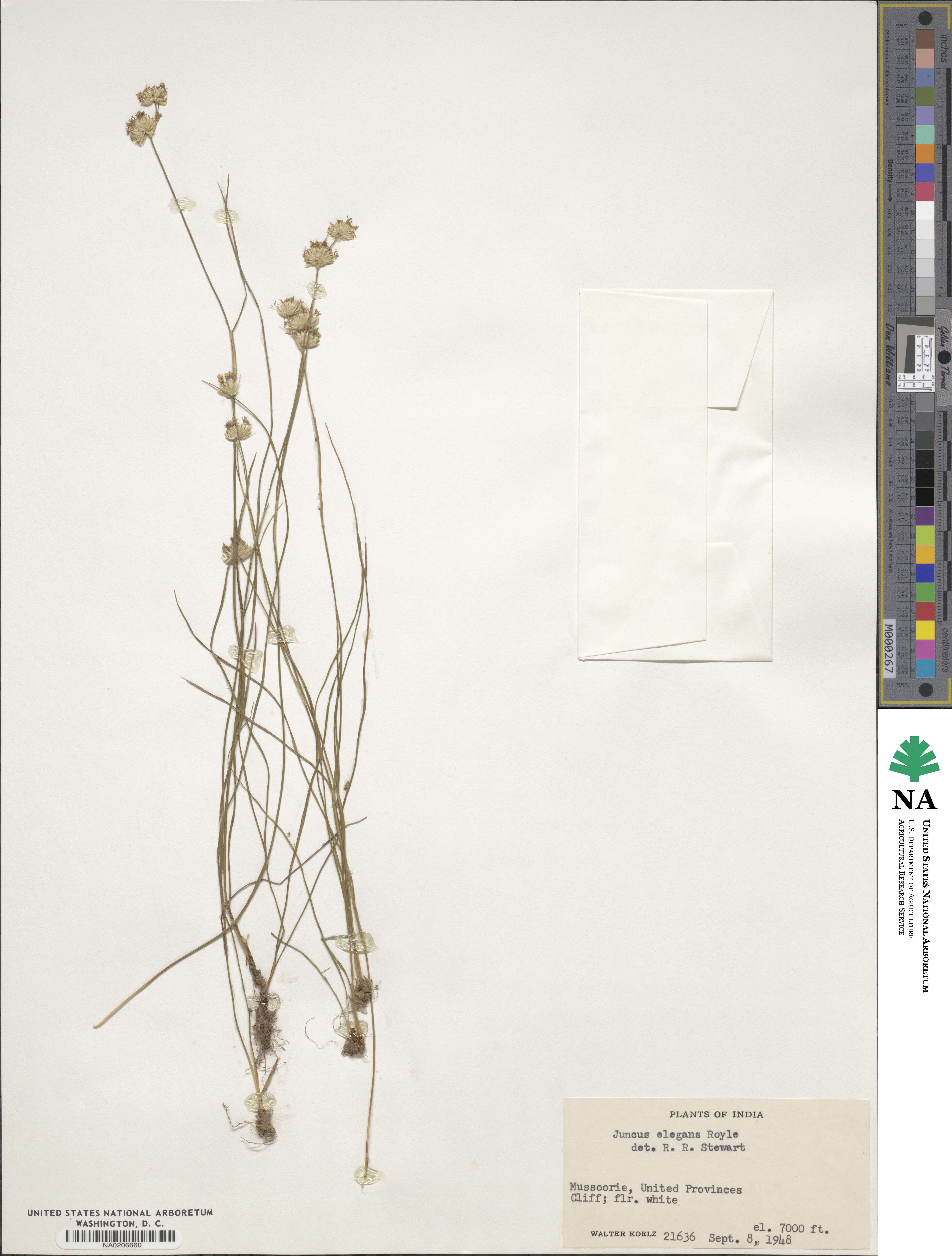 Juncus concinnus image