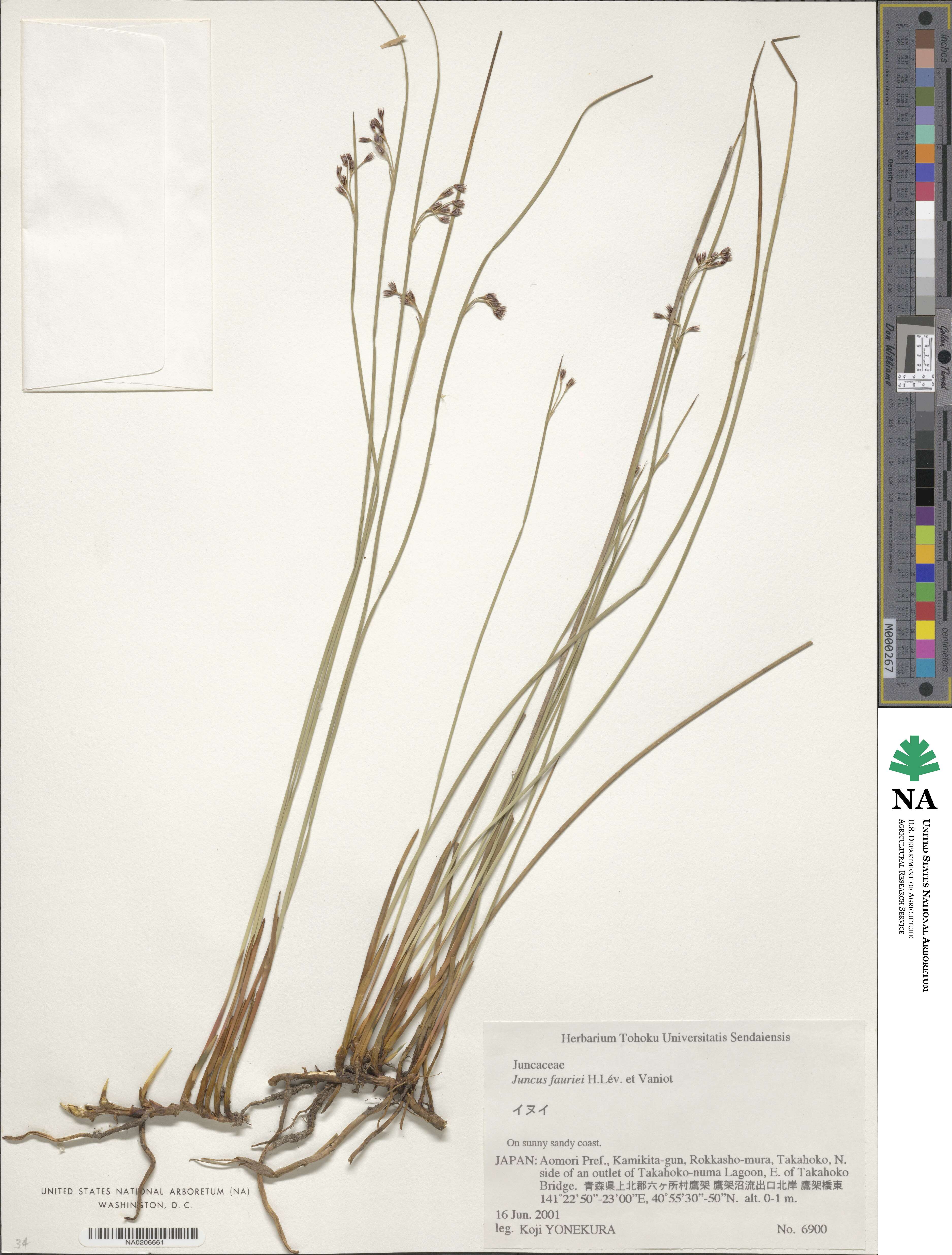 Juncus fauriei image