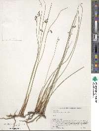 Juncus fauriei image