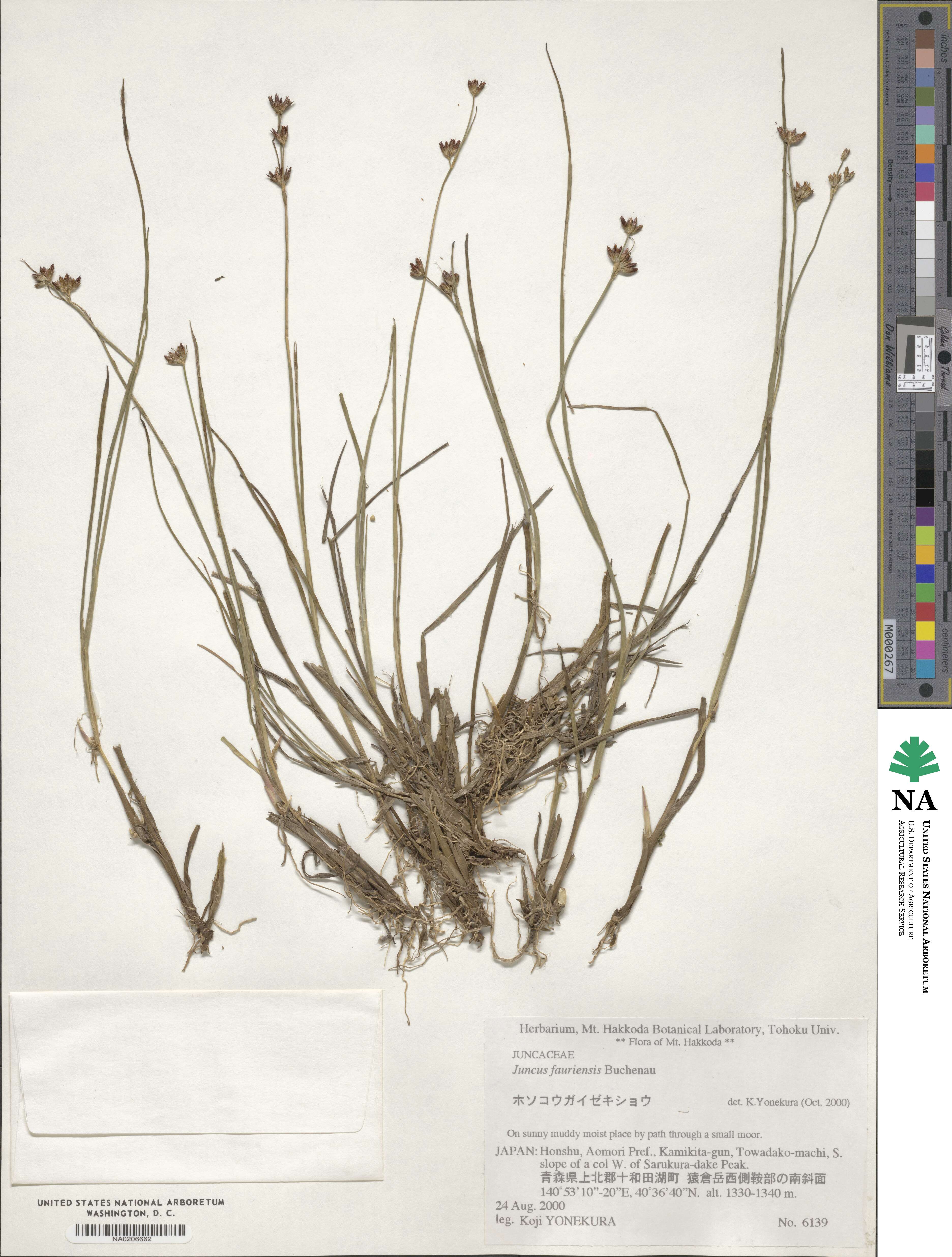 Juncus fauriensis image