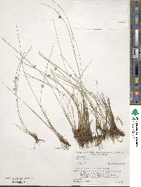 Juncus filiformis image