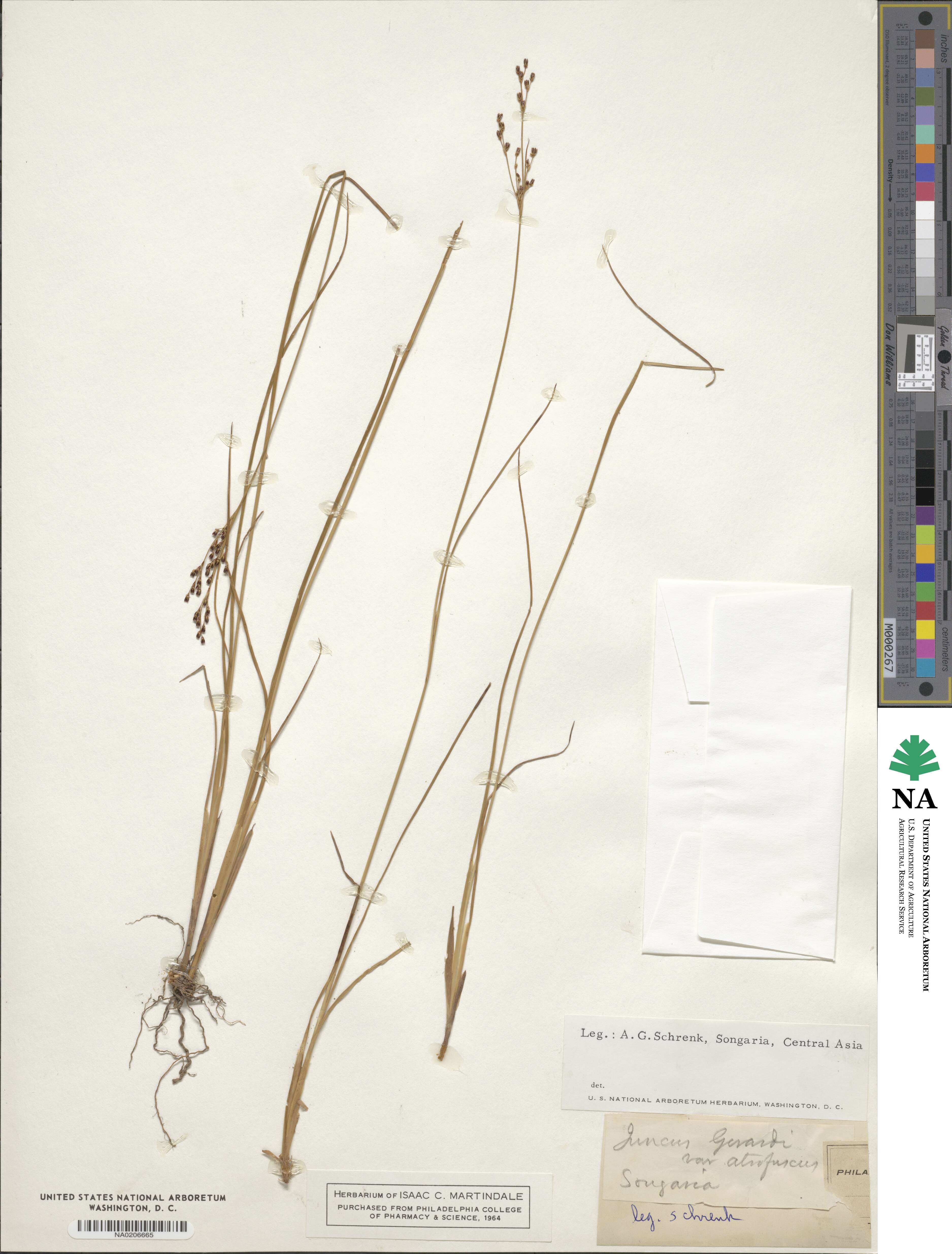 Juncus gerardi subsp. atrofuscus image