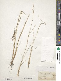 Juncus gerardi image