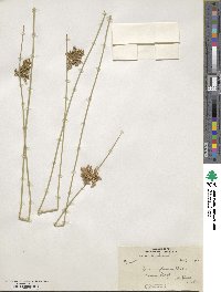 Juncus glaucus image