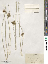 Juncus glaucus image