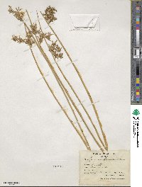 Juncus glaucus image