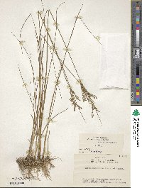 Juncus gracilis image