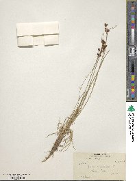 Juncus himalensis image