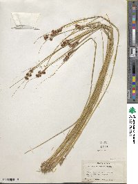 Juncus himalensis image