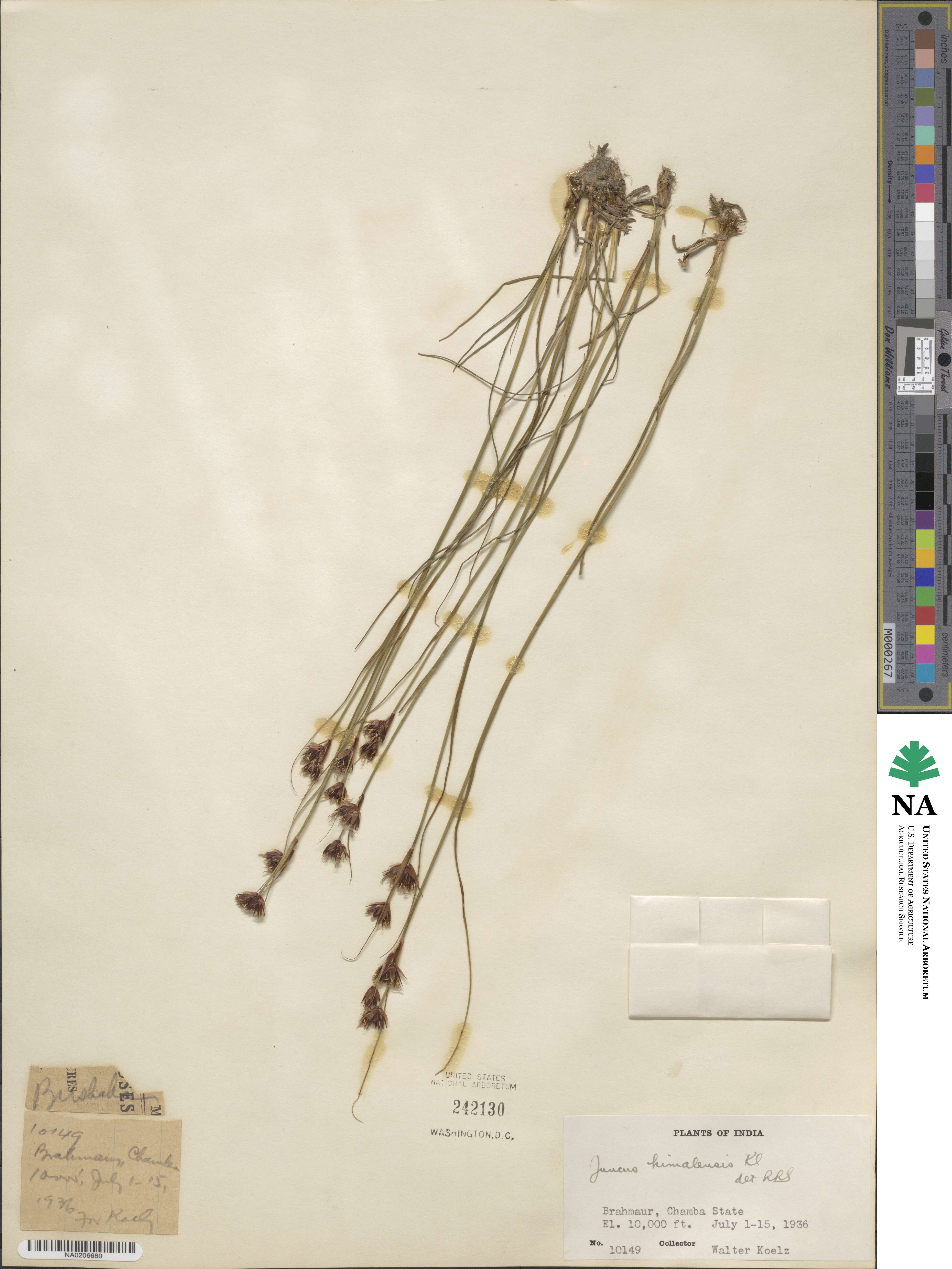 Juncus himalensis image