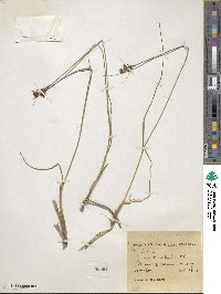 Juncus himalensis image