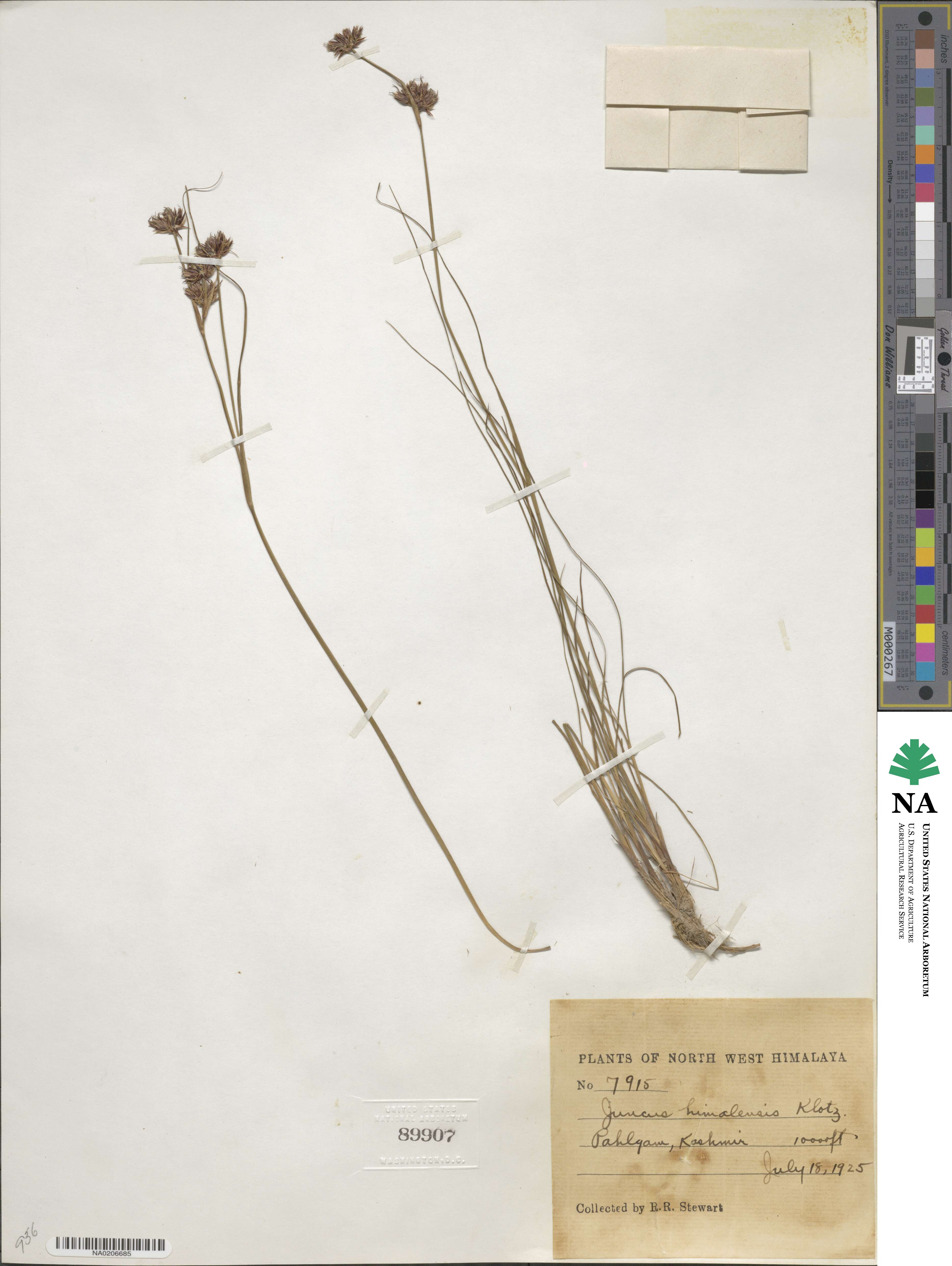 Juncus himalensis image