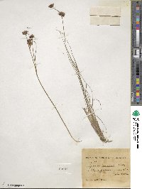 Juncus himalensis image