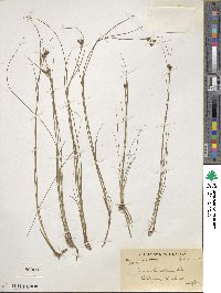 Juncus himalensis image